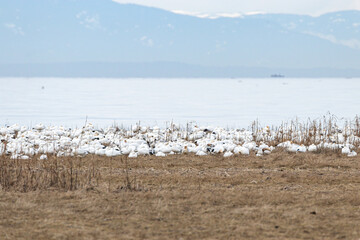a flock of snow geese resting on the edge of brown straws-filled marshland by the river with mountain range over the horizon on an overcast day