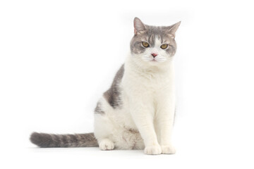 Scottish Fold cat are sitting on white background. Tabby cat isolate on white background.