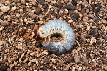 Close up view of grub warm on the ground , Larvae of golden stage beetle .