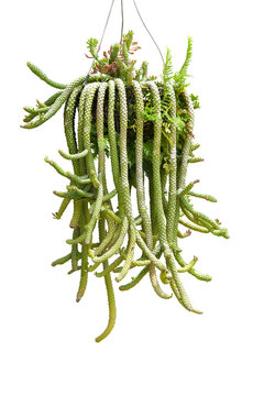 Rat Tail potted Cactus on white background . Scientific Name: Disocactus flagelliformis (Latin)