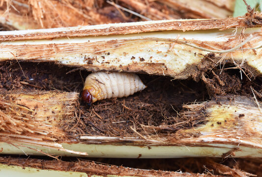 The Red palm weevil Palm pest of coconut tree . it live in coconut shoot .