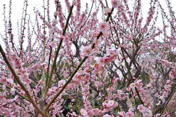 三重県津市に咲くしだれ梅の花