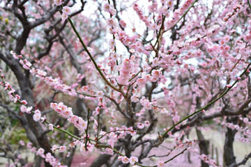 三重県津市に咲くしだれ梅の花