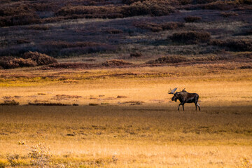 Fototapeta na wymiar A bull moose meandering the vast tundra of Alaska inside Denali National Park during autumn.
