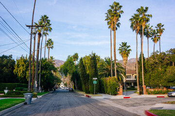 palm trees on the street