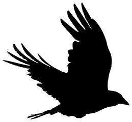 Crow in flight silhouette