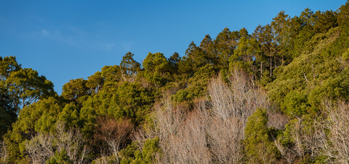 晴れた日の冬の山林