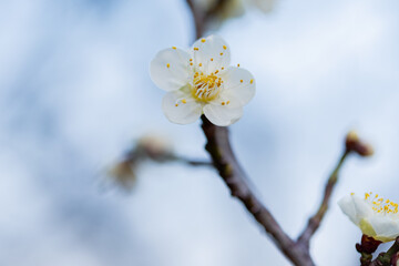 梅の花