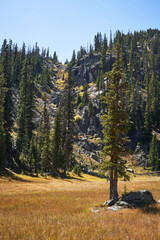 A single tree stands below the site of a past landslide.