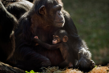 Mother and Child Chimpanzee Portrait