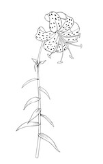 Martagon lily  or Turk's cap lily.Vector isolated black and white drawing