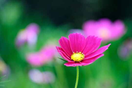 Saturated Pink Sunflower On Right