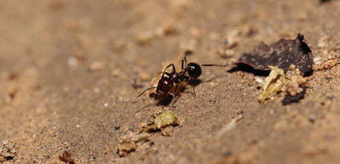 Looking for a big ant food