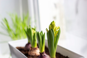 blooming hyacinth flowers in a white box. Spring concept. Home garden.