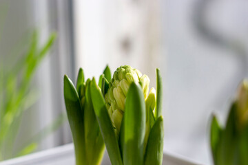 blooming hyacinth flowers in a white box. Spring concept. Home garden.