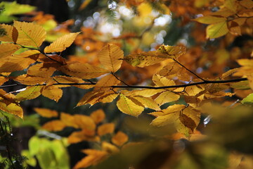 golden leaves close up