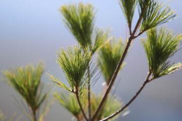 pine tree bristles in the wind