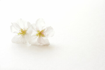 桜の花
