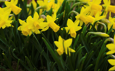 yellow daffodils in spring