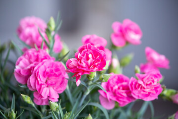 母の日に贈る満開のカーネーションの花（明るい）