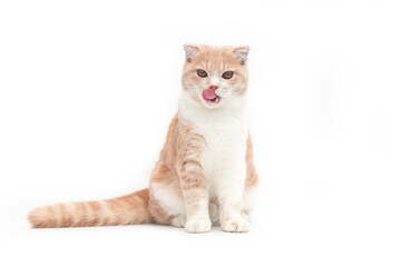 Scottish fold kittens sitting on white background. Orange cat looking at camera. Cute kitten cleaning fur isolate on white background.