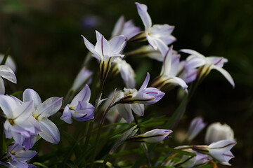 purple and white flowers