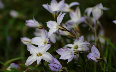 flowers in the garden