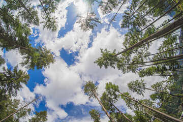 nubes y árboles alargados