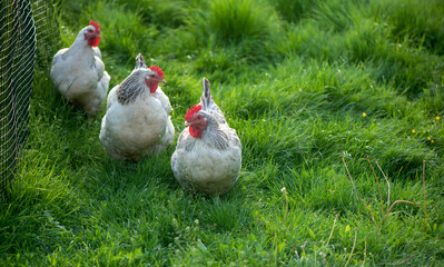 Rooster and Chickens. Free Range Cock and Hens