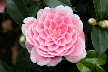 Camellia japonica
