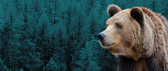 Brown, Siberian bear on the background of the taiga.