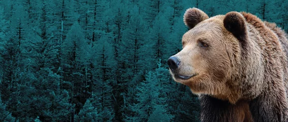 Outdoor kussens Brown, Siberian bear on the background of the taiga. © PRUSSIA ART