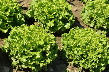 green salad in the garden