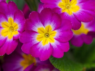 ひっそりと咲く満開のプリムローズの花