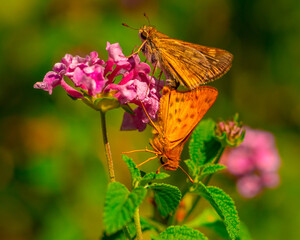 The fastest butterfly skipper insects on flower in the garden