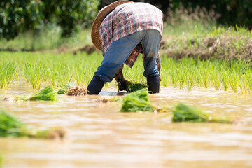 Thai farmer women planted rice seedlings  In the field