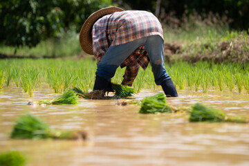 Thai farmer women planted rice seedlings  In the field