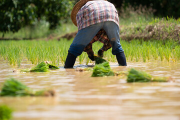 Thai farmer women planted rice seedlings  In the field