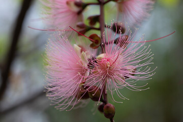bee on a flower