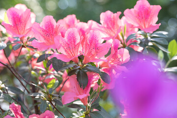 Obraz premium pink flowers