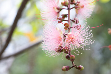 magnolia flower