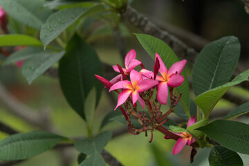 pink and white flower