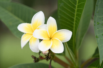 Fototapeta na wymiar frangipani plumeria flower