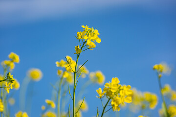 Beautiful yellow and green mustard flowers