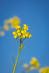Beautiful yellow and green mustard flowers