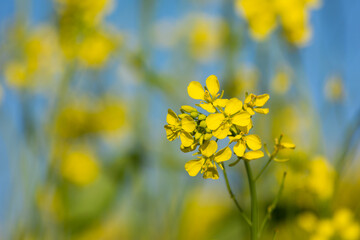 Beautiful yellow and green mustard flowers