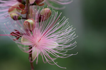 close up of a flower