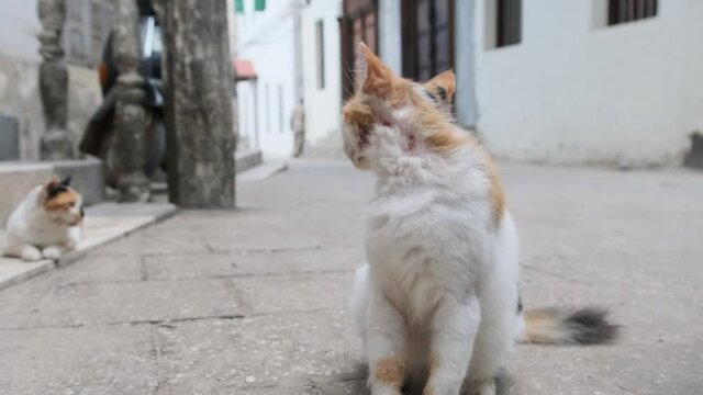 Homeless Shabby Tricolor Cat in Africa on Street of Dirty Stone Town, Zanzibar