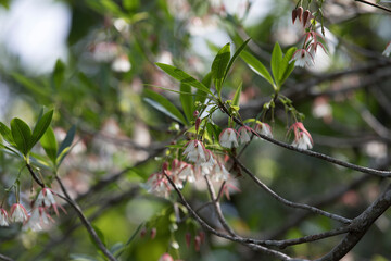 branch with berries