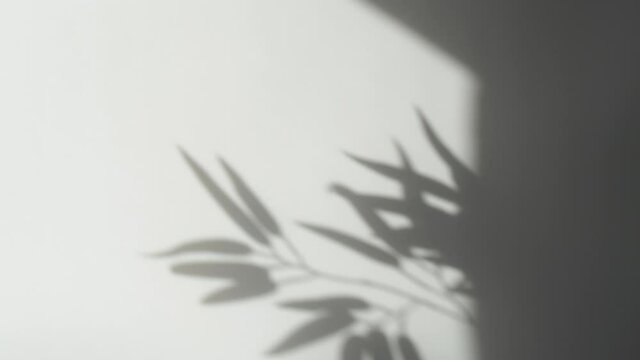 Abstract nature background of leaves shadow silhouette on wall moving by wind